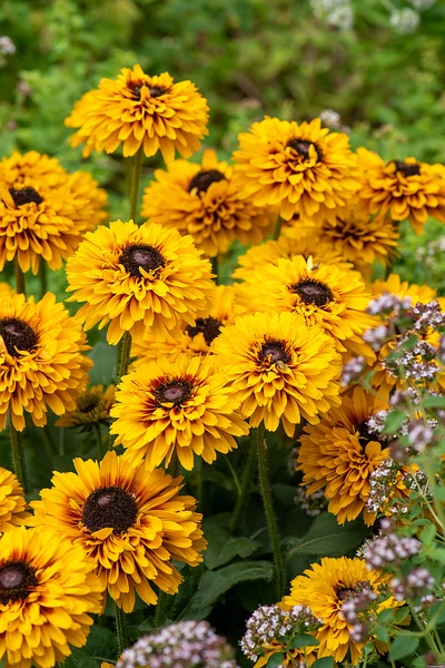 Nahaufnahme einer Gruppe von gefüllten, goldgelben Rudbeckia-Blüten mit rötlicher Mitte.