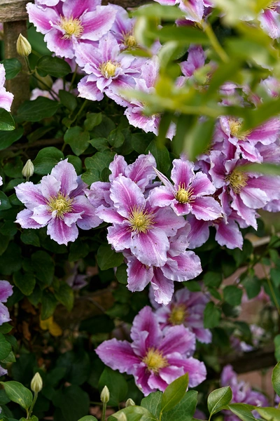 Die Clematis ‘Nelly Moser’ zeigt ihre großen rosa Blüten mit markantem dunkelrosafarbenem Mittelstreifen vor dichtem grünem Laub.