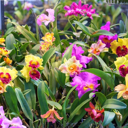 Eine lebendige Auswahl von Orchideen in leuchtenden Farben wie Gelb, Pink und Violett. Die Blumen haben große, auffällige Blütenblätter mit kontrastreichen Farbverläufen und filigranen Details