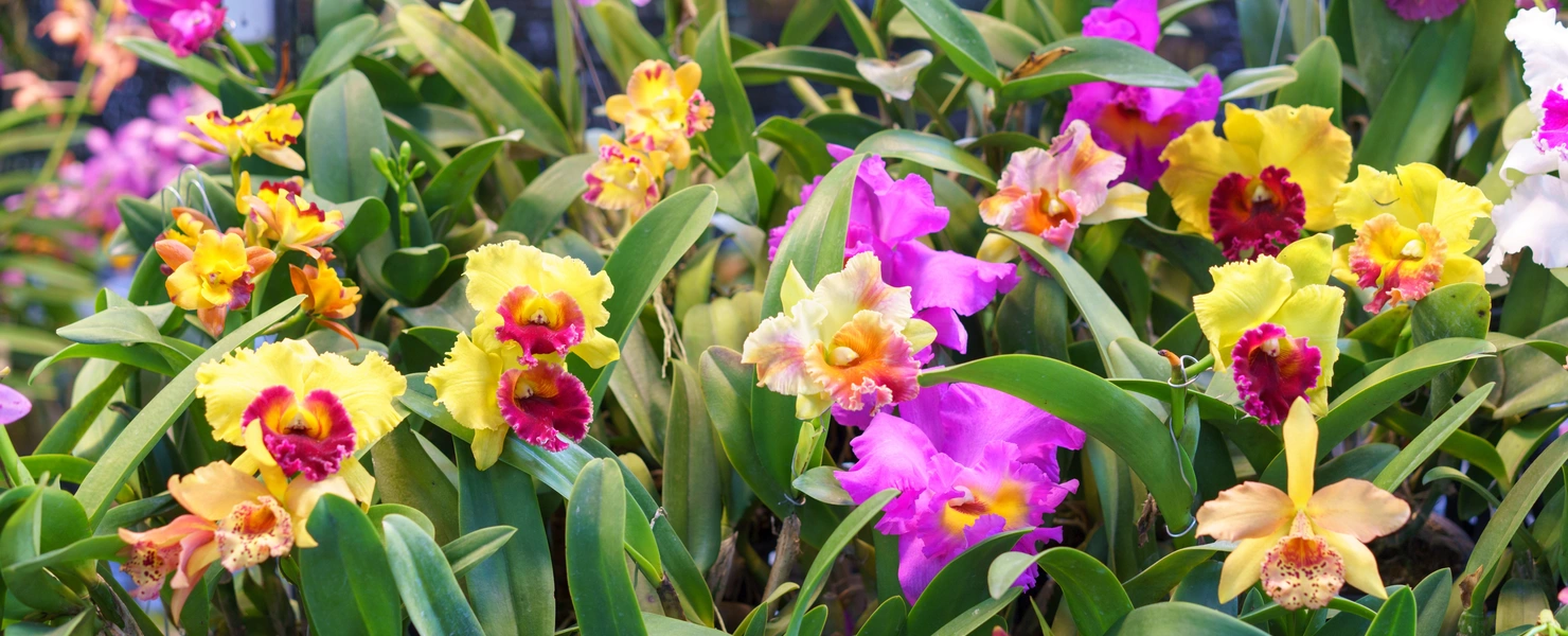Eine lebendige Auswahl von Orchideen in leuchtenden Farben wie Gelb, Pink und Violett. Die Blumen haben große, auffällige Blütenblätter mit kontrastreichen Farbverläufen und filigranen Details