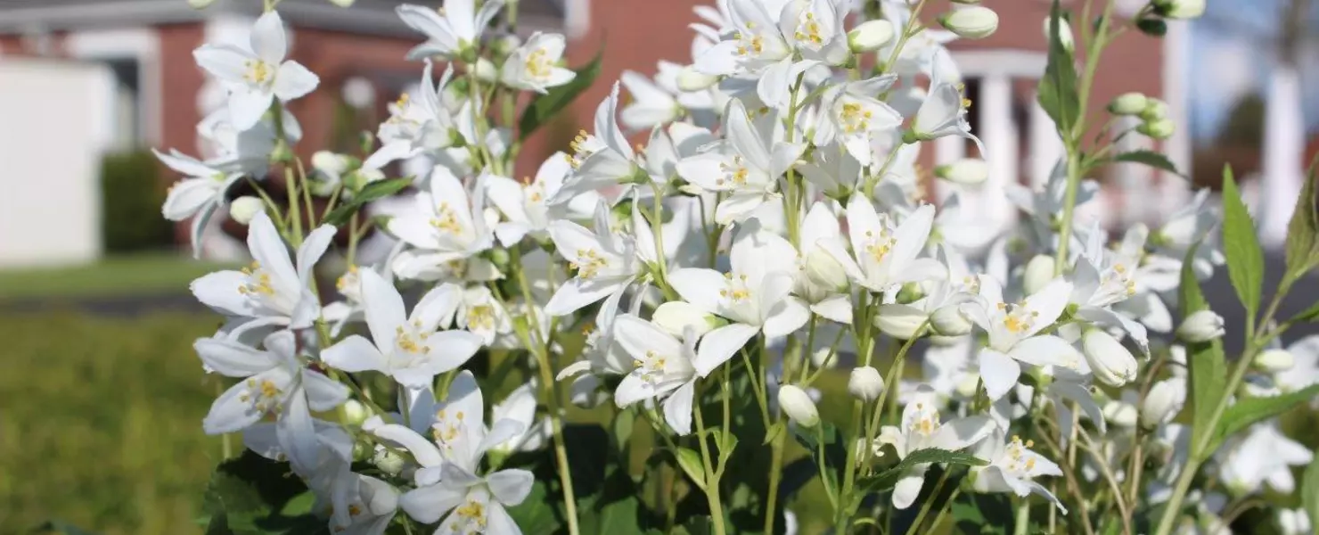 Weiße Blüten des Zwerg-Maiblumenstrauchs (Deutzia) in Nahaufnahme vor einem Wohnhaus.