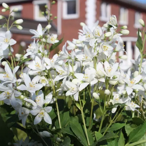 Weiße Blüten des Zwerg-Maiblumenstrauchs (Deutzia) in Nahaufnahme vor einem Wohnhaus.