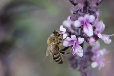 Ein Bieneninsekten sammelt Nektar von den lila Blüten des Roten Strauchbasilikums (Ocimum basilicum 'Purpurascens'). Die Blüten sind zart und klein, und die Biene ist deutlich sichtbar, wie sie sich an der Blüte festhält.