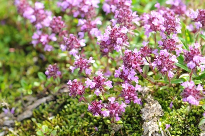 Nahaufnahme von Quendel-Arzneithymian mit dichten, kleinen lila Blüten, die über grünem Moos wachsen. Die Blüten sind in voller Blüte und heben sich leuchtend vom satten Grün des Untergrunds ab.