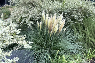 Mini-Pampasgras mit zahlreichen hellgelben Blütenwedeln, umgeben von silbrig-grünen Sträuchern und grüner Bepflanzung im Garten.