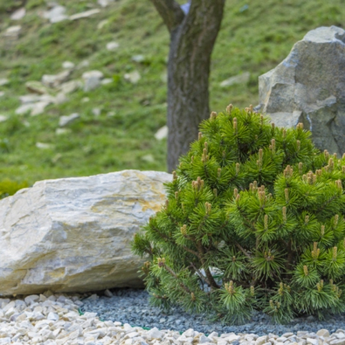 Zwerg-Bergkiefer (Pinus mugo pumilo) im Steingarten, umgeben von großen Felsen und Zierkies.
