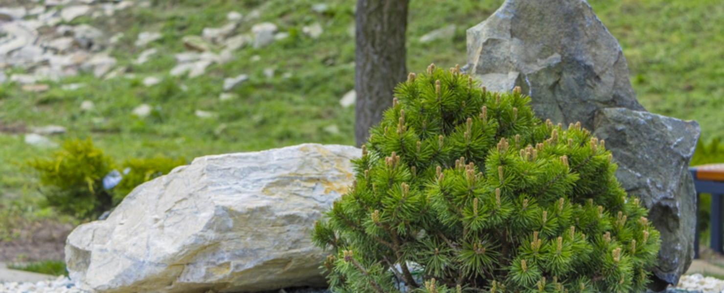 Zwerg-Bergkiefer (Pinus mugo pumilo) im Steingarten, umgeben von großen Felsen und Zierkies.
