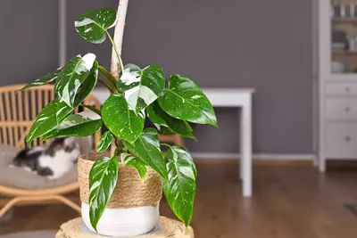 Efeutute mit grün-weißen Blättern in einem dekorativen Korb, auf einem Tisch in einem stilvollen Wohnzimmer platziert