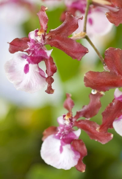 Oncidumblüte in weiß mit rot