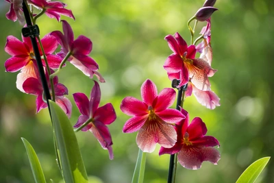 Nahaufnahme einer Burrageara-Orchidee mit leuchtend roten und gelben Blüten, die in einem sonnigen Gartenumfeld blühen