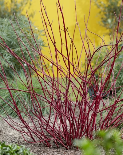 Leuchtend rote, unbelaubte Wintertriebe des buntlaubigen Hartriegels Cornus ‘Miracle’ als Strauch im Garten.