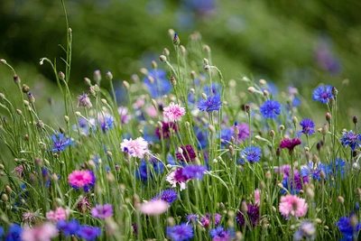 Blühende Kornblumenwiese mit einer Mischung aus blauen, violetten, rosa und weißen Blüten im Sommer, umgeben von hohen grünen Stielen und Knospen.