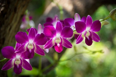 Dunkelviolette und weiße Blüten der Bambus-Orchidee
