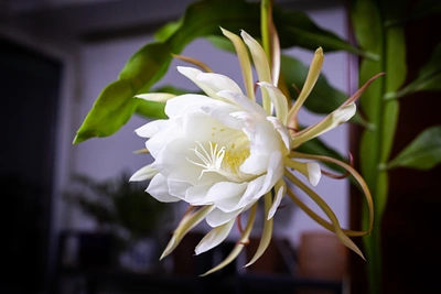 Einzelne, große, weiße Blüte eines Nachtblühenden Kaktus (Selenicereus).