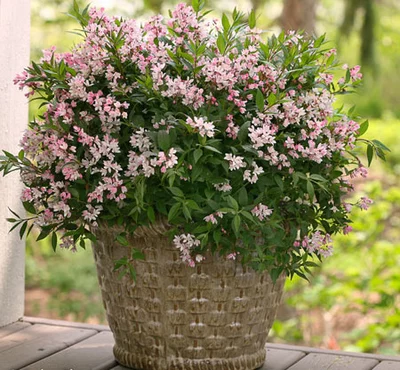 Zwerg-Maiblumenstrauch (Deutzia Yuki Cherry Blossom) in voller Blüte in einem großen, strukturierten Pflanzgefäß.
