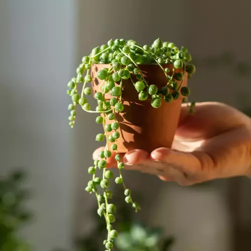 Eine Hand hält einen kleinen Terrakottatopf mit einer Perlenpflanze, deren perlenartige Triebe über den Rand des Topfes herabhängen, während im Hintergrund unscharfe Zimmerpflanzen und Sonnenlicht zu sehen sind