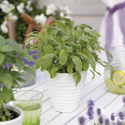 Hexen-Salbei in einem weißen Topf auf einem gedeckten Tisch mit Lavendelblüten, einem Glas mit grünem Getränk und einer Karaffe mit Zitronenscheiben. Im Hintergrund blühende Pflanzen, eine Holzbank und ein weißer Vorhang mit lila Schleife.