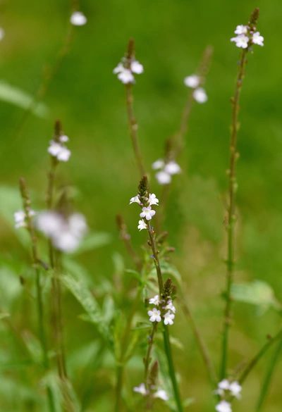 Echtes Eisenkraut (Verbena officinalis) mit zarten, weißen Blüten, die an langen, dünnen Stängeln in einer grünen Umgebung wachsen. Die Blüten sind in der Nähe des oberen Teils der Pflanze sichtbar.