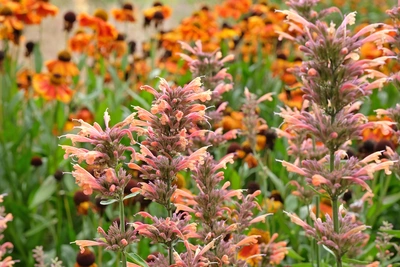 Die Limonadenpflanze (Aloysia citrodora) blüht mit rosa bis orangefarbenen Blüten. Die Pflanzen stehen inmitten eines Feldes mit orangefarbenen Blüten im Hintergrund, was einen lebendigen Farbkontrast erzeugt.