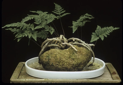 Kobrafarn in einem flachen, weißen Bonsai-Gefäß, mit dicken Wurzeln und zarten, gefiederten Blättern, auf einem Holztablett vor einem schwarzen Hintergrund