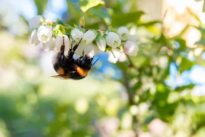 Eine Hummel bestäubt die weißen, glockenförmigen Blüten eines Heidelbeerstrauchs.