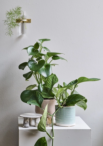 Zwei Baumfreunde in Töpfen auf einem weißen Podest, mit kleinen Gefäßen und einer Wandvase mit grünem Zweig