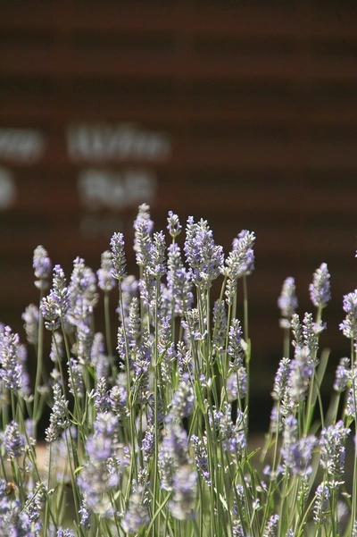 Mehrere blühende Lavendelstängel mit zarten, hellvioletten Blüten stehen im Vordergrund. Der Hintergrund ist unscharf und zeigt eine dunkle, backsteinartige Struktur mit heller Schrift, die teilweise lesbar ist. Das Sonnenlicht betont die feinen Blüten.