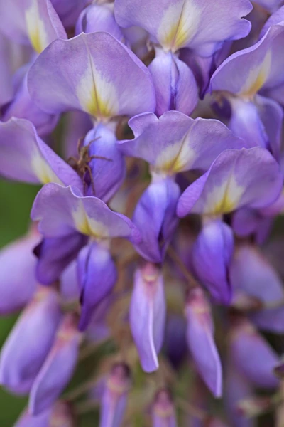 Makroaufnahme der Einzelblüten einer Wisteria, mit Fokus auf Struktur und Farbverlauf.