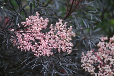 Zartrosa Blütendolden des Schwarzen Holunders (Sambucus nigra) vor tief dunkelrotem, fast schwarzem Laub.