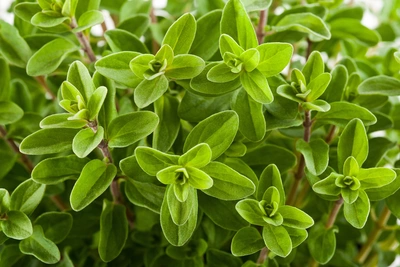 Einjähriger Majoran (Origanum marjorana) mit frischen, grünen Blättern, die in einem natürlichen Wuchs wachsen. Die Pflanze zeigt gesunde, dichte Blätter und eine kräftige Struktur.