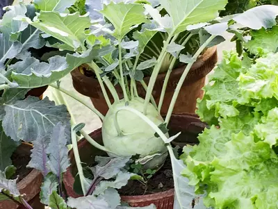 Riesen-Kohlrabi wächst in einem Blumentopf zwischen anderen Gemüsepflanzen.
