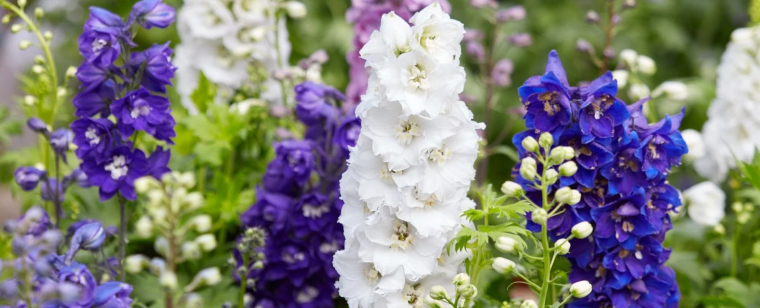 Verschiedenfarbige Ritterspornblüten (Delphinium) in einem Gartenbeet, darunter weiß, blau, violett und lavendel.