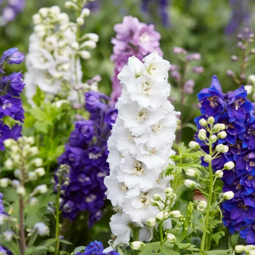 Verschiedenfarbige Ritterspornblüten (Delphinium) in einem Gartenbeet, darunter weiß, blau, violett und lavendel.
