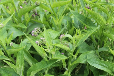 Dichter Wuchs von Echtem Beinwell mit vielen grünen, lanzettlichen Blättern und kleinen violetten Blüten. Die Pflanze wächst üppig und bildet ein dichtes Blätterdach, mit vereinzelten Blütenknospen, die sich zwischen den Blättern hervorheben.