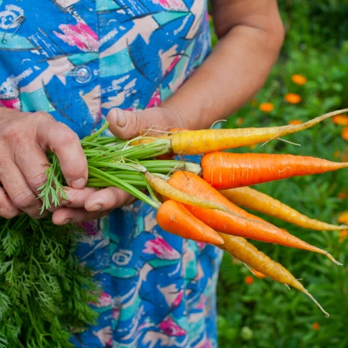 Frau hält frisch geerntete bunte Karotten in der Hand.