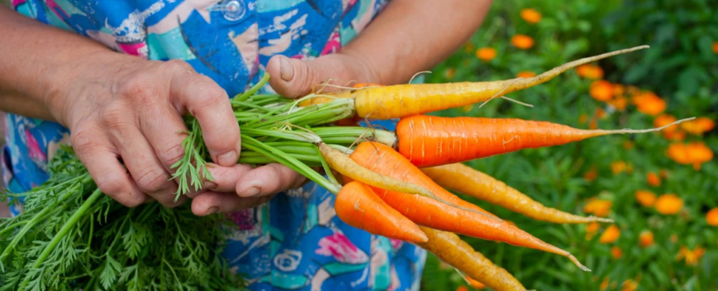 Frau hält frisch geerntete bunte Karotten in der Hand.