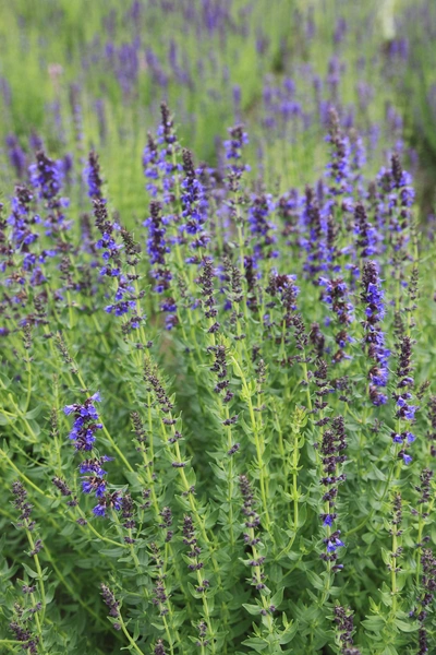 Eine Ysop-Pflanze (Hyssopus officinalis) mit vielen hohen Stängeln und lila Blüten wächst in einem grünen Feld. Die Blütenstände sind dicht und bilden einen schönen Kontrast zum grünen Laub.