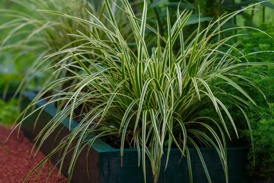 Carex morrowii 'Ice Dancer' in einem Pflanzkasten mit üppigem, aufrechtem Wuchs und weiß gerandeten Halmen.