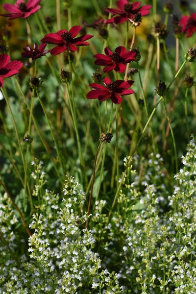 Das Bild zeigt die Bienenjause-Bergminze im Vordergrund, deren weiße Blüten dicht nebeneinander wachsen. Dahinter sind rote Blüten der Kosmeen-Pflanze, die in einem lebendigen Kontrast zu den grünen Blättern und Stängeln stehen.