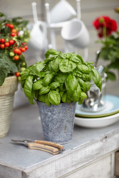 Ein Topf mit italienischem Basilikum (Ocimum basilicum) steht auf einem Holztisch. Im Vordergrund liegt eine Gartenschere, während im Hintergrund einige Küchenutensilien und Tomatenpflanzen zu sehen sind.