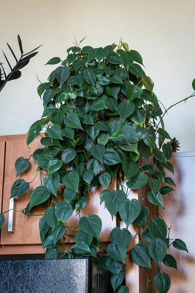Hängender Philodendron Scandens an Küchenschrank
