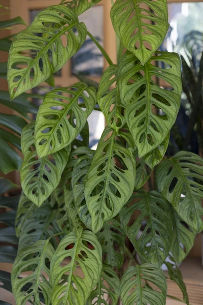 Monstera adansonii - Monkey Leaf