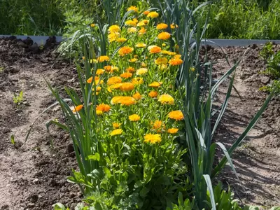 Blühende Ringelblumen wachsen zwischen Lauchpflanzen im Garten.