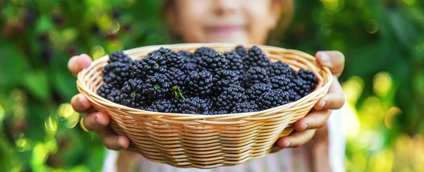 Ein Kind hält einen Korb voller frisch geernteter Brombeeren vor sich.