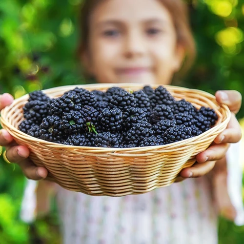 Ein Kind hält einen Korb voller frisch geernteter Brombeeren vor sich.