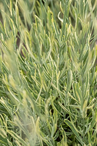 Nahaufnahme von buntlaubigem Lavendel mit schmalen, grün-gelben Blättern. Die feinen Blattränder heben sich durch ihre helle Färbung ab. Der Hintergrund ist leicht verschwommen, wodurch die Pflanze im Fokus steht.