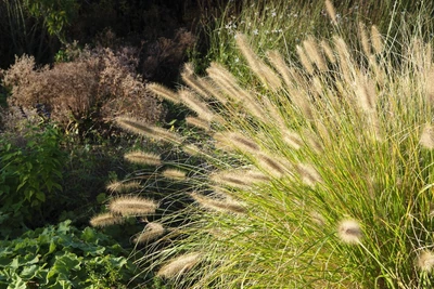Großes Lampenputzergras mit elegantem Wuchs im spätsommerlichen Garten.
