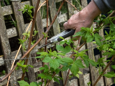 Eine Hand schneidet alte Himbeertriebe mit einer Gartenschere an einem Spalier zurück.