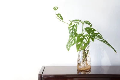 Monstera adansonii - Monkey Leaf