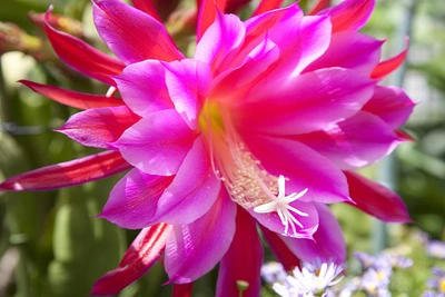 Leuchtend pinkfarbene Blüte eines Blattkaktus (Epiphyllum).